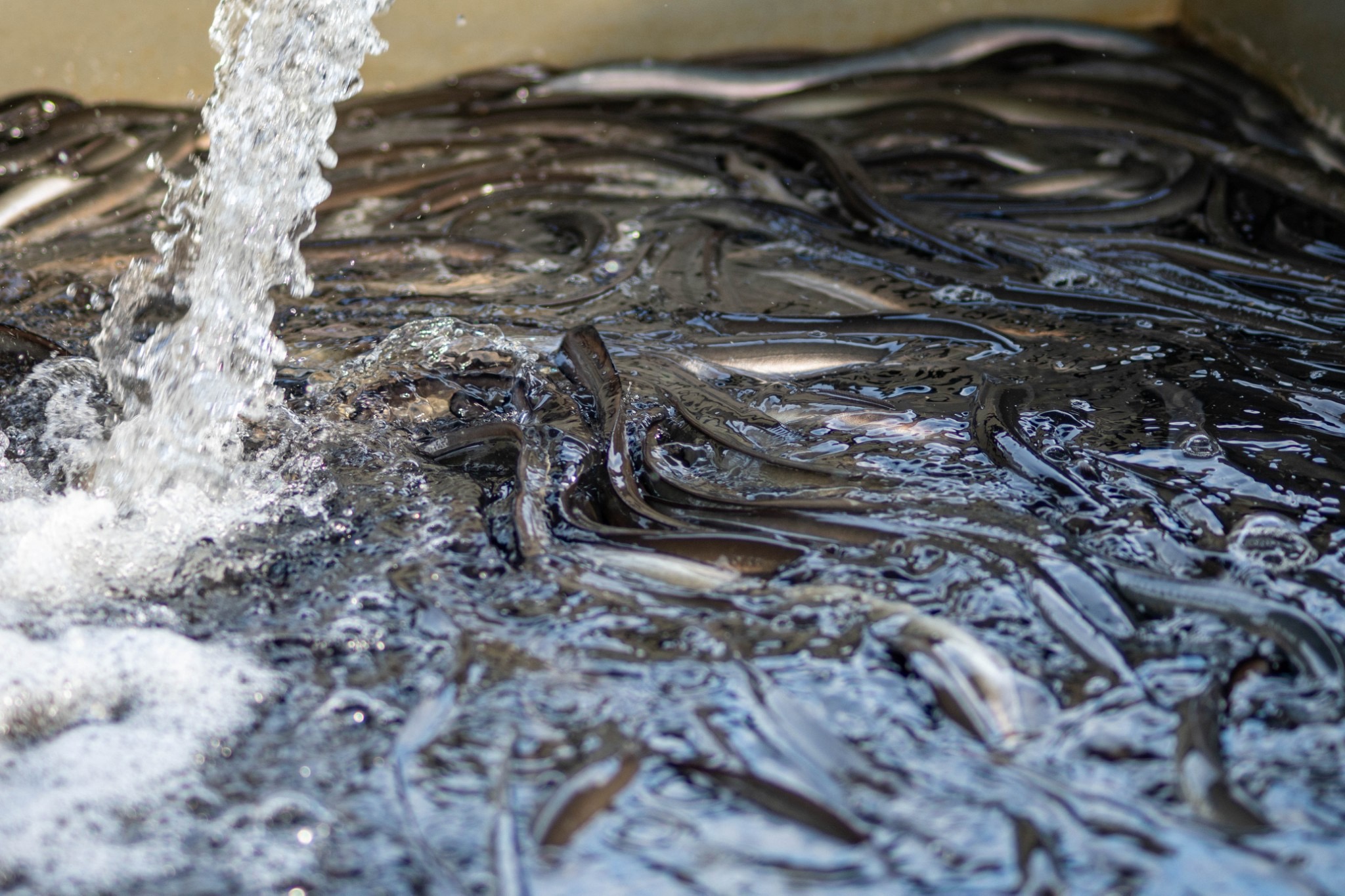 活鰻魚在流動清水中蓄養,呈現板前屋從源頭重視食材